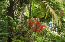 Rainforest Nature Walk & Luquillo Beach Combo