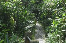 Rainforest Nature Walk & Luquillo Beach Combo