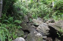 Rainforest Nature Walk & Luquillo Beach Combo