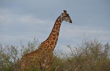 Samburu/ Aberdare/ Lake Nakuru/ Masai Mara 7 Days Safari