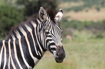 Rhino & Lion Nature Reserve & Wonder Caves