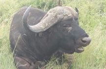 Rhino & Lion Nature Reserve & Wonder Caves