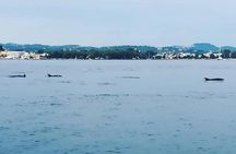 Kassiopi Private Daily Sailing Yacht Cruise
