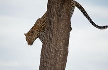 Lake Nakuru/ Lake Naivasha/ Maasai Mara 5 Days Lodge Safari