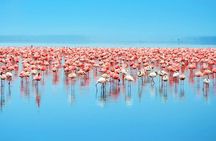 Lake Nakuru/ Lake Naivasha/ Maasai Mara 5 Days Lodge Safari