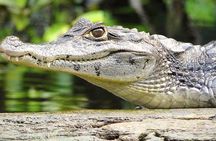 3-day Tortuguero Expedition 