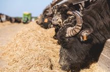 Visit to the Bufale and Dairy farm with cheese tasting