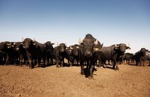 Visit to the Bufale and Dairy farm with cheese tasting