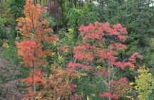 Trees of Many Colors Tour from Pigeon Forge