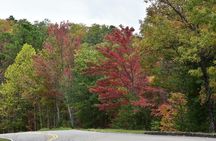 Trees of Many Colors Tour from Pigeon Forge