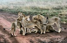 9 Days Kenya Tanzania Joining Tour 