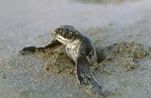 3-day Tortuguero Expedition 