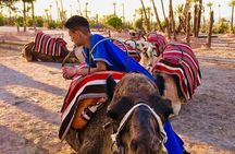  Sunset Camel Ride in the Palm Grove Of Marrakech