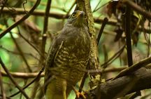  Caño Negro Wetlands by Boat|Small groups 8 max