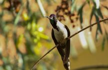 Birdwatching at Huacarpay Wetland in Cusco