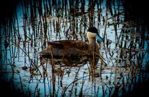 Birdwatching at Huacarpay Wetland in Cusco