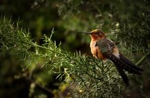 Cusco Birdwatching at Balcón del Diablo (Halfday)