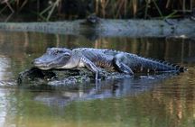 New Orleans Airboat Ride