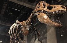 Nagoya Full-day Private Custom Tour with National Licensed Guide