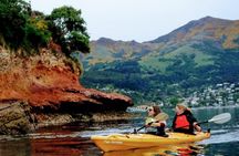 Shore Excursion Guided Sea Kayaking through Akaroa Marine Reserve