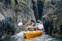 Shore Excursion Guided Sea Kayaking through Akaroa Marine Reserve