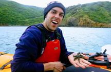 Small group guided sea kayaking in Akaroa marine reserve