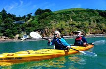 Small group guided sea kayaking in Akaroa marine reserve