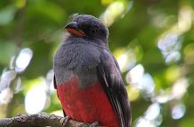 Private Tour Hanging Bridges La Fortuna Waterfall and Volcano 