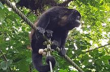 Mistico Park Hanging Bridges Guided Tour in La Fortuna