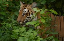 2 Nights Stay at Dhikala Zone in Jim Corbett National Park
