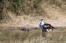 1 Day Safari to Akagera national park-Big5 Safari