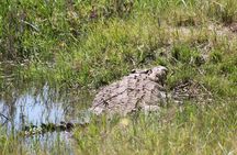 1 Day Safari to Akagera national park-Big5 Safari