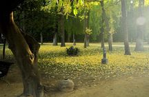 Alcázar, Cathedral & Giralda: Guided Tour with Fast-Track Tickets