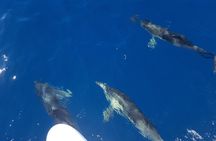 Sighting Dolphin Trip Estepona, Marbella