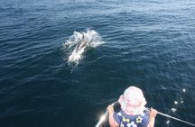 Sighting Dolphin Trip Estepona, Marbella