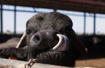 Visit to the Bufale and Dairy farm with cheese tasting