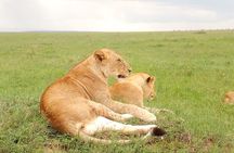 Giraffe center, stedmark animals haven & Nairobi Park Tour