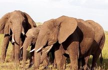 Giraffe center, stedmark animals haven & Nairobi Park Tour