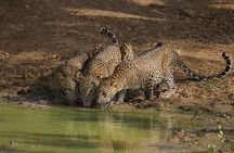 Yala National Park Full Day Safari from Hambantota Cruise Terminal 