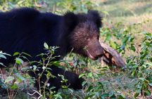 Yala National Park Full Day Safari from Hambantota Cruise Terminal 