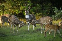 Yala National Park Full Day Safari from Hambantota Cruise Terminal 