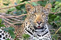 Yala National Park Full Day Safari from Hambantota Cruise Terminal 
