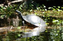 Lofton Creek Kayaking Trip with Professional Guide