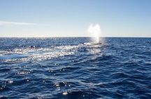 Whale Watching in Cabo San Lucas on board our Luxury Trimaran! 