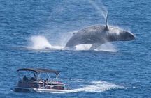 Whale Watching in Cabo San Lucas on board our Luxury Trimaran! 