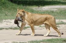 3 Days Safari to Tarangire NP, Ngorongoro Crater and Lake Manyara NP