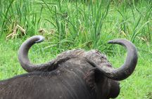 3 Days Safari to Tarangire NP, Ngorongoro Crater and Lake Manyara NP