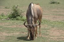 3 Days Safari to Tarangire NP, Ngorongoro Crater and Lake Manyara NP