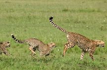 Maasai Mara Under Canvas 3 Days Safari