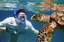 Abu Dabab Swim with Turtles Private tour